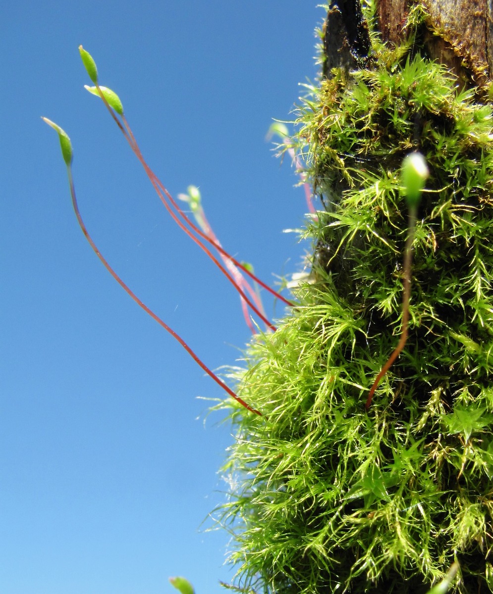 Image of class Bryopsida specimen.