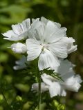 Malva moschata