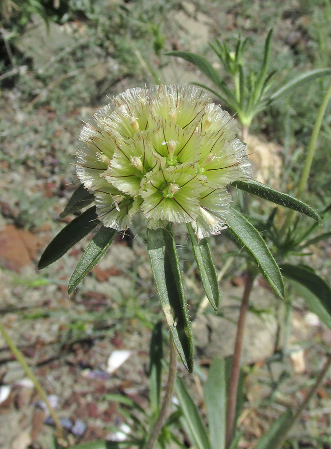 Image of Lomelosia rotata specimen.