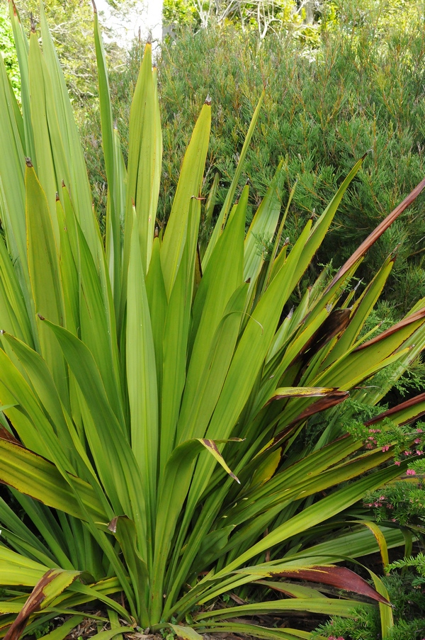 Изображение особи Doryanthes excelsa.