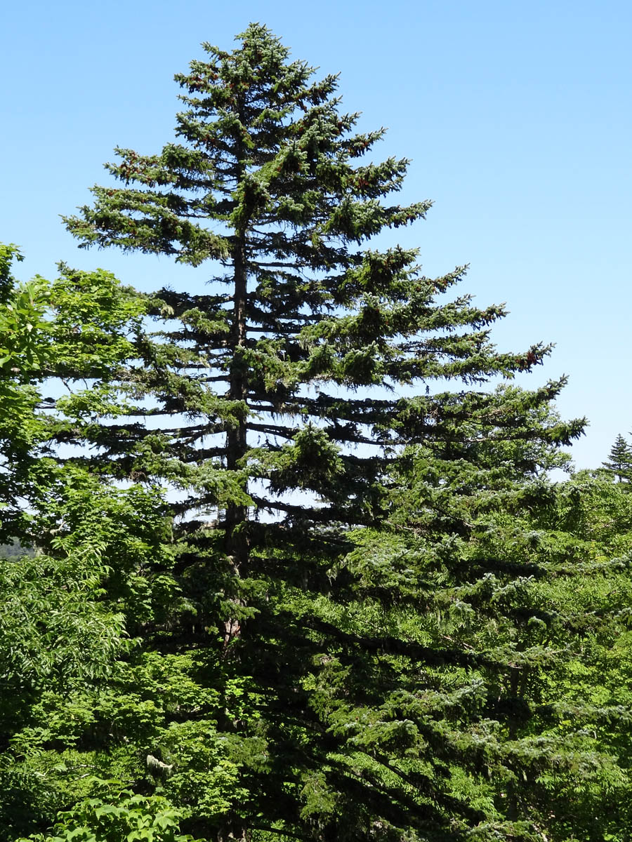 Image of Abies sachalinensis specimen.