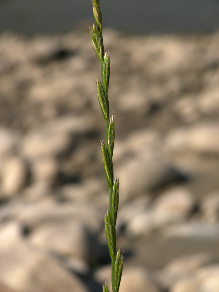 Image of Lolium rigidum specimen.