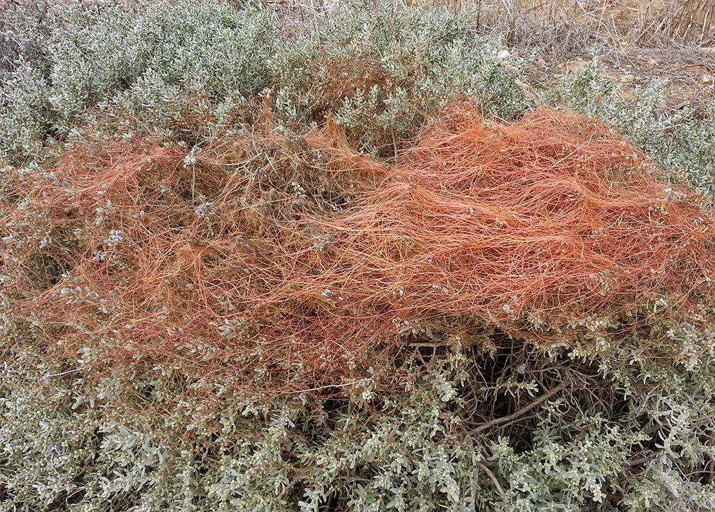 Image of Cuscuta palaestina specimen.