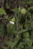 Melandrium latifolium. Верхушка цветущего растения. Крым, Бахчисарайский р-н, с. Новоульяновка, граница луга, обочина дороги. 03.06.2014.