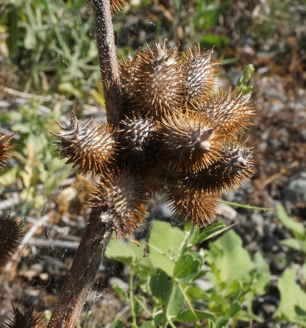 Изображение особи Xanthium orientale.