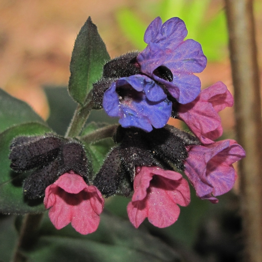 Изображение особи Pulmonaria obscura.