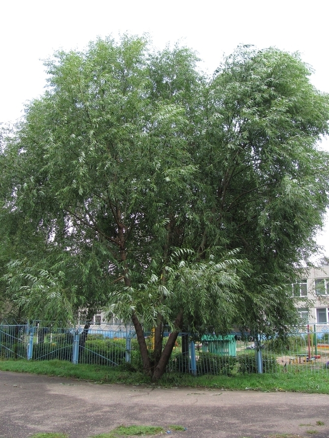 Изображение особи Salix euxina.