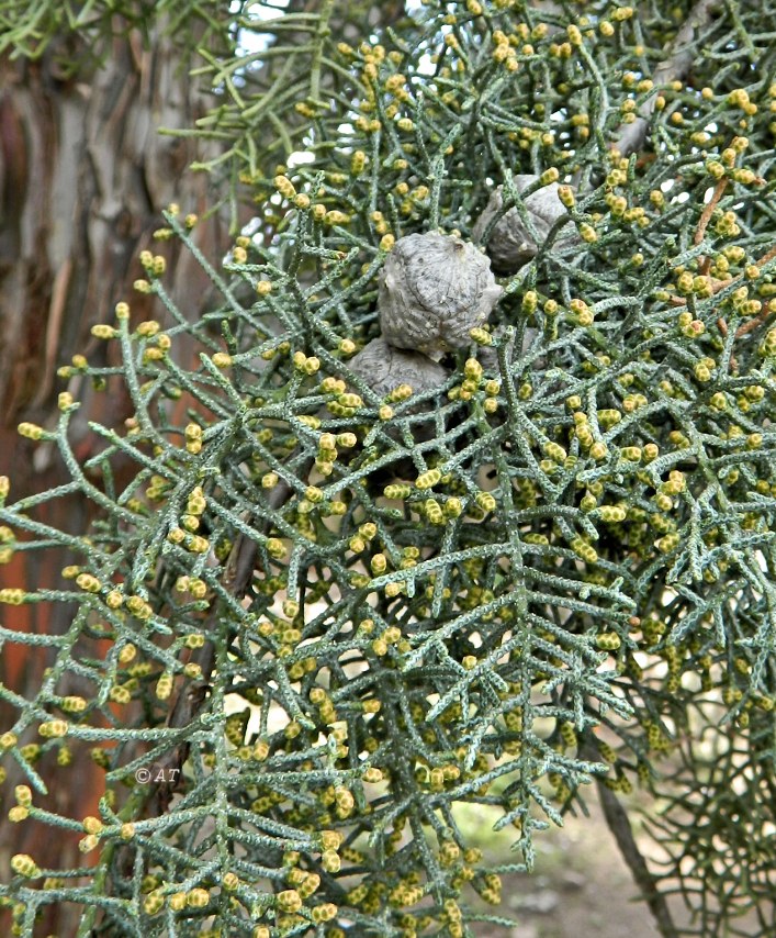 Image of Cupressus arizonica specimen.