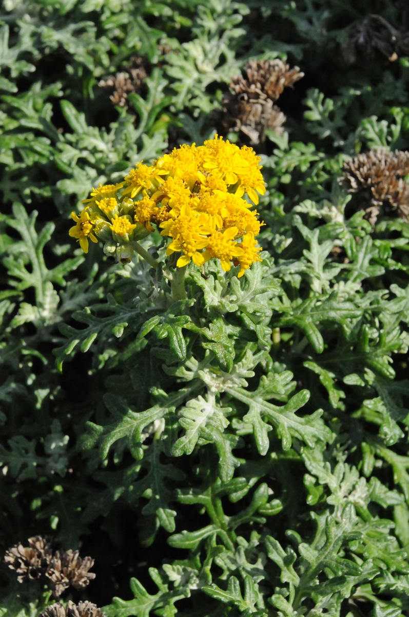 Изображение особи Eriophyllum staechadifolium.