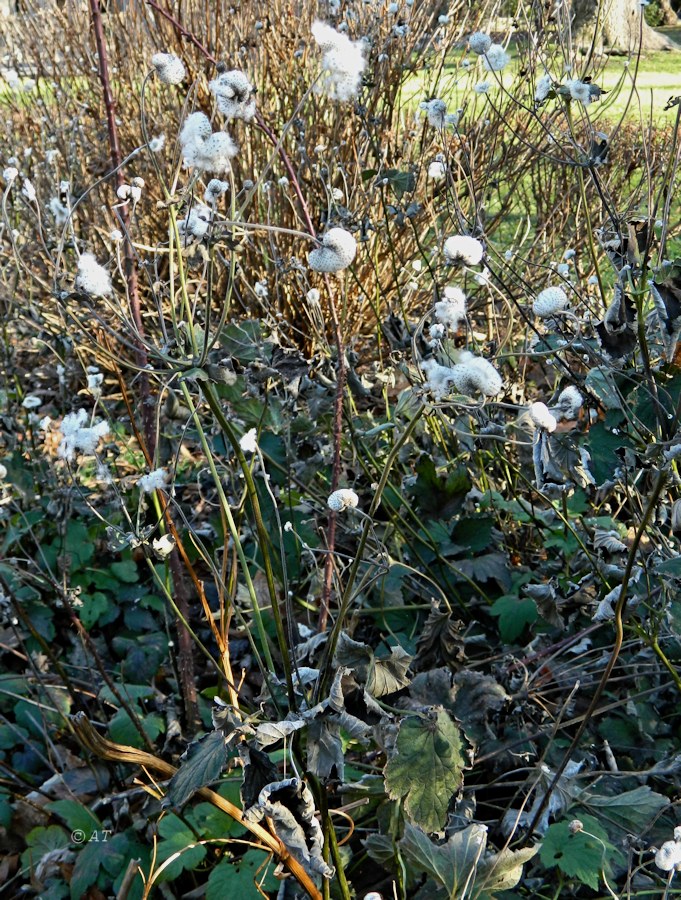 Image of Anemone hupehensis specimen.