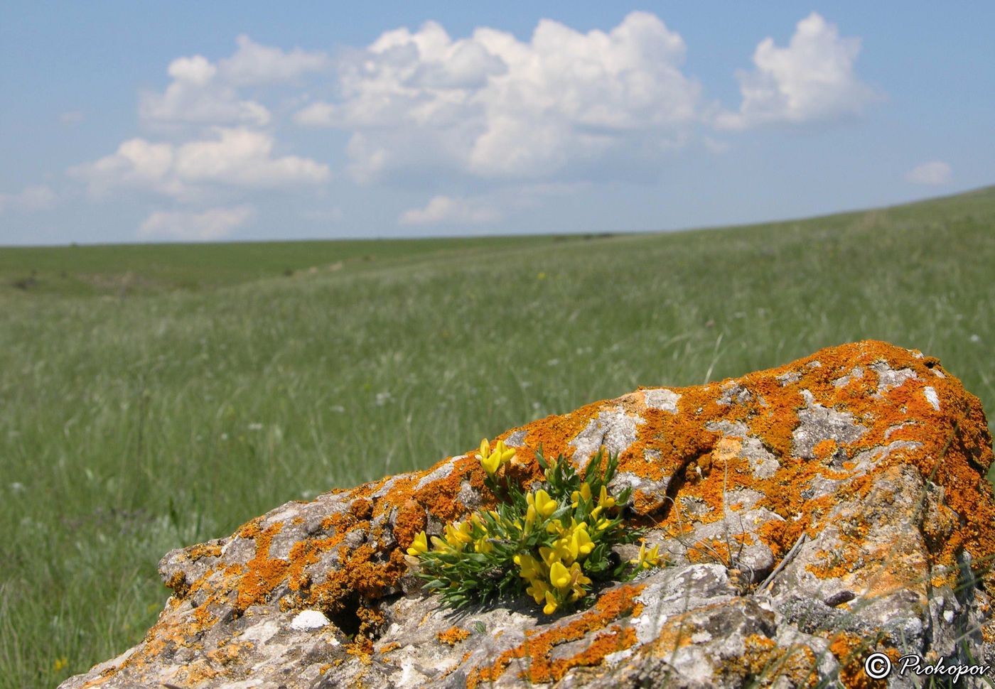 Изображение особи Genista depressa.