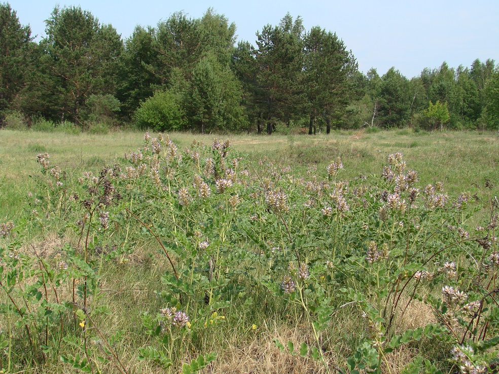 Изображение особи Glycyrrhiza grandiflora.