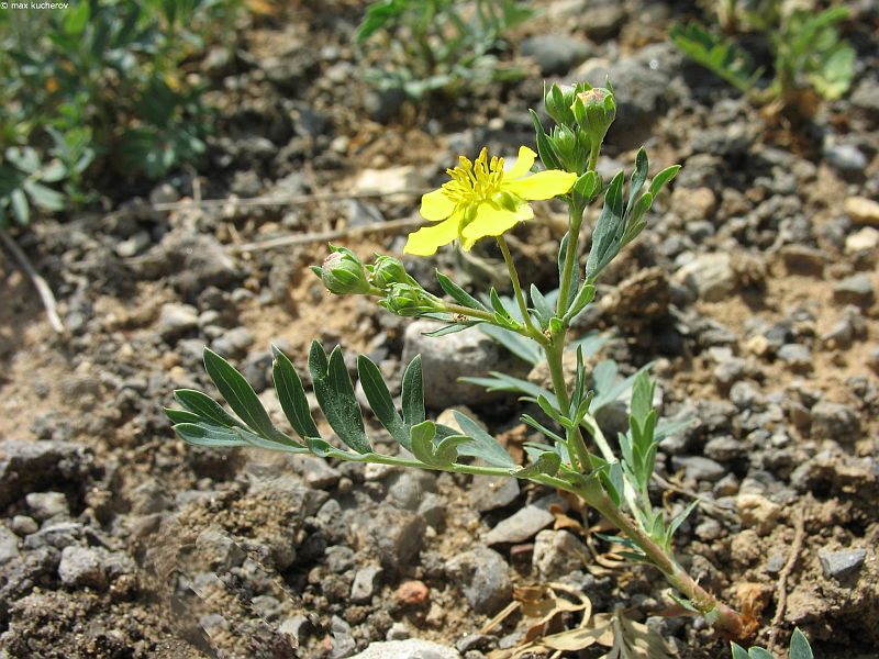 Изображение особи Potentilla bifurca.