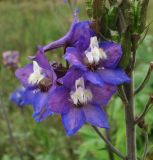 Delphinium elatum