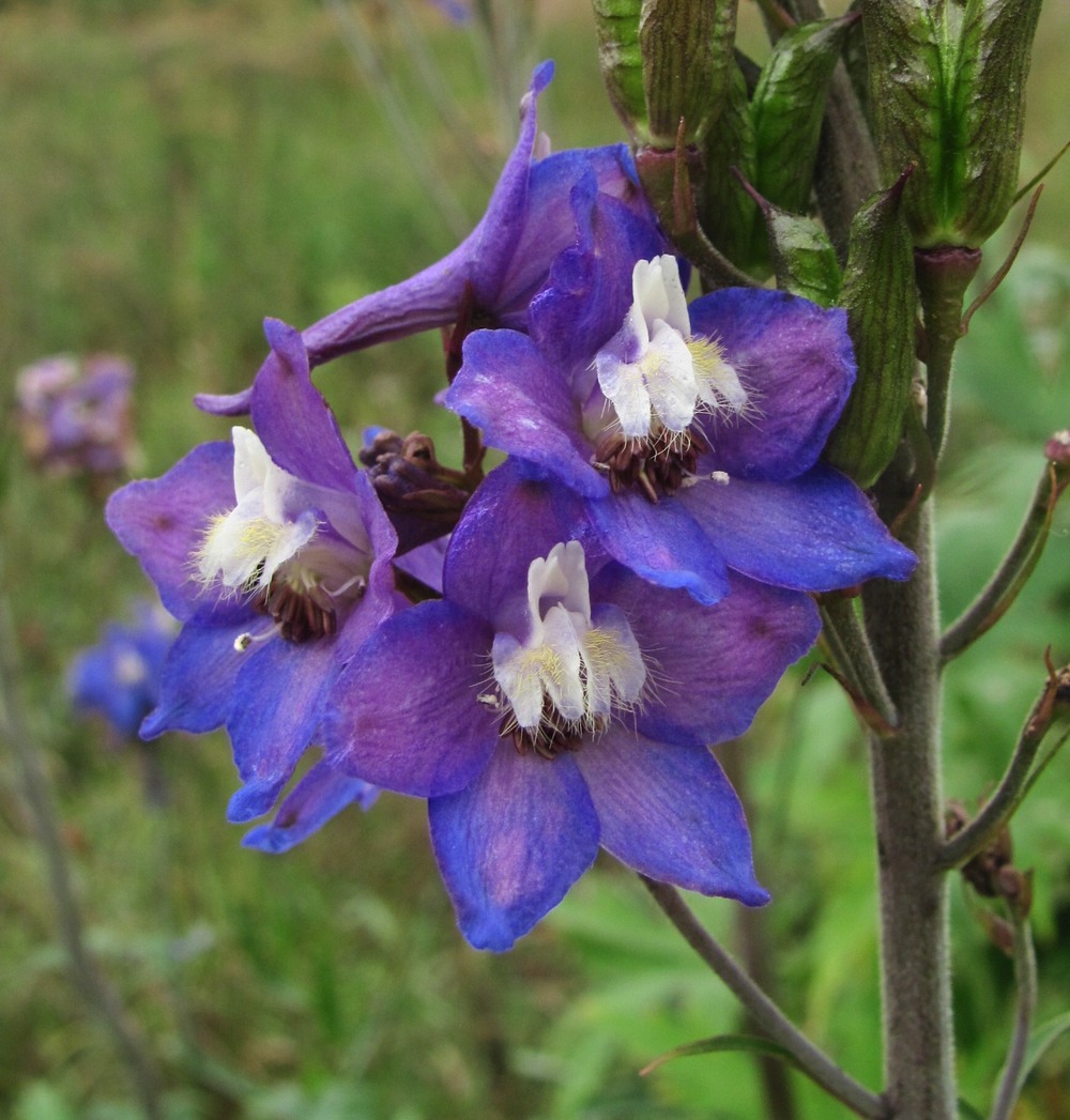 Image of Delphinium elatum specimen.