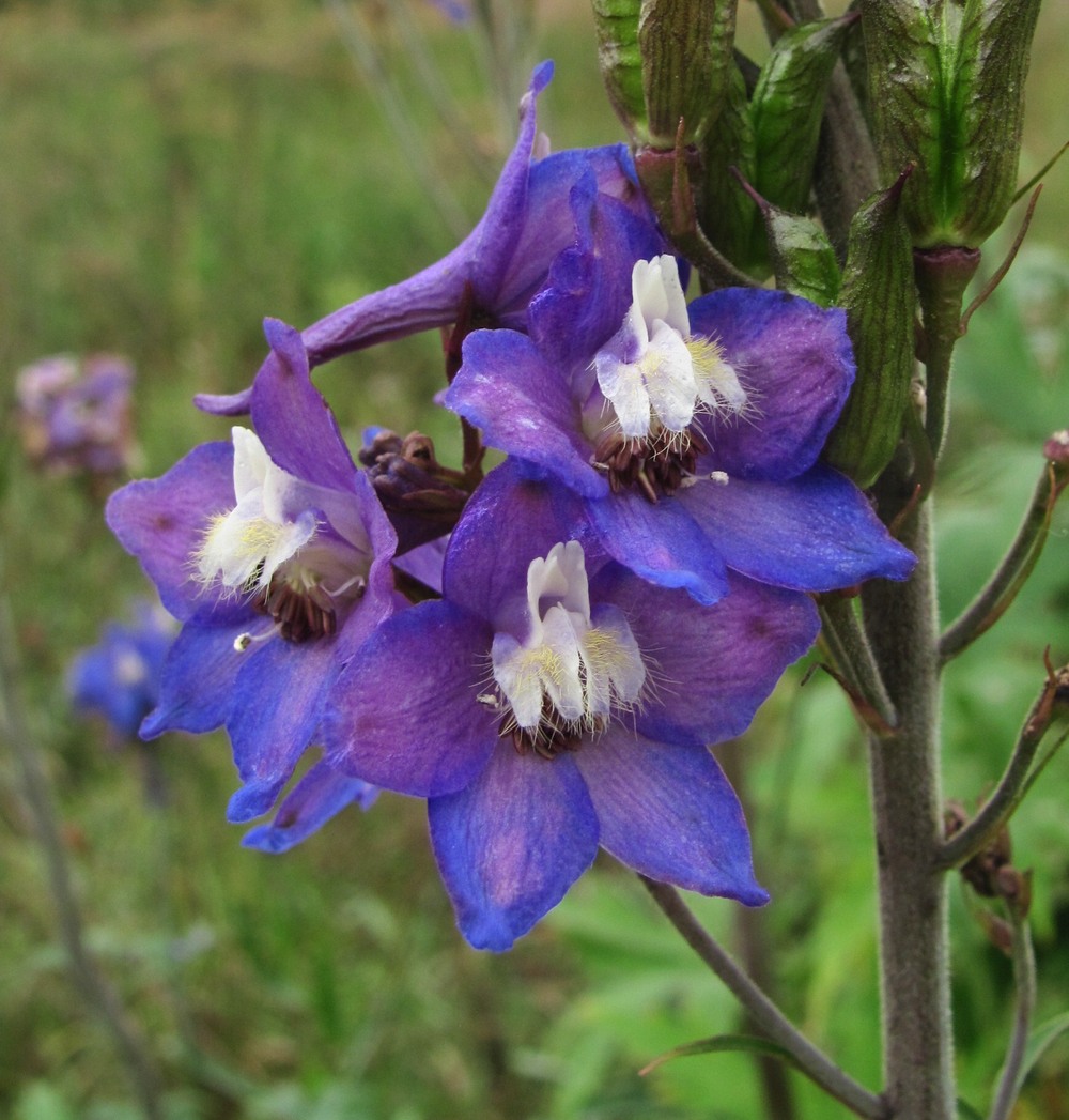 Изображение особи Delphinium elatum.