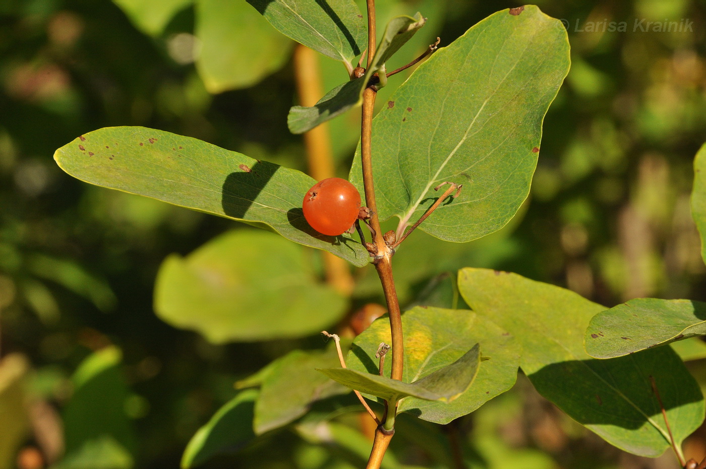 Изображение особи Lonicera tatarica.