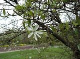 Magnolia × loebneri. Часть кроны цветущего дерева. Латвия, Рига, Ботанический сад Латвийского университета, экспозиция магнолий (участок 1). 05.05.2015.