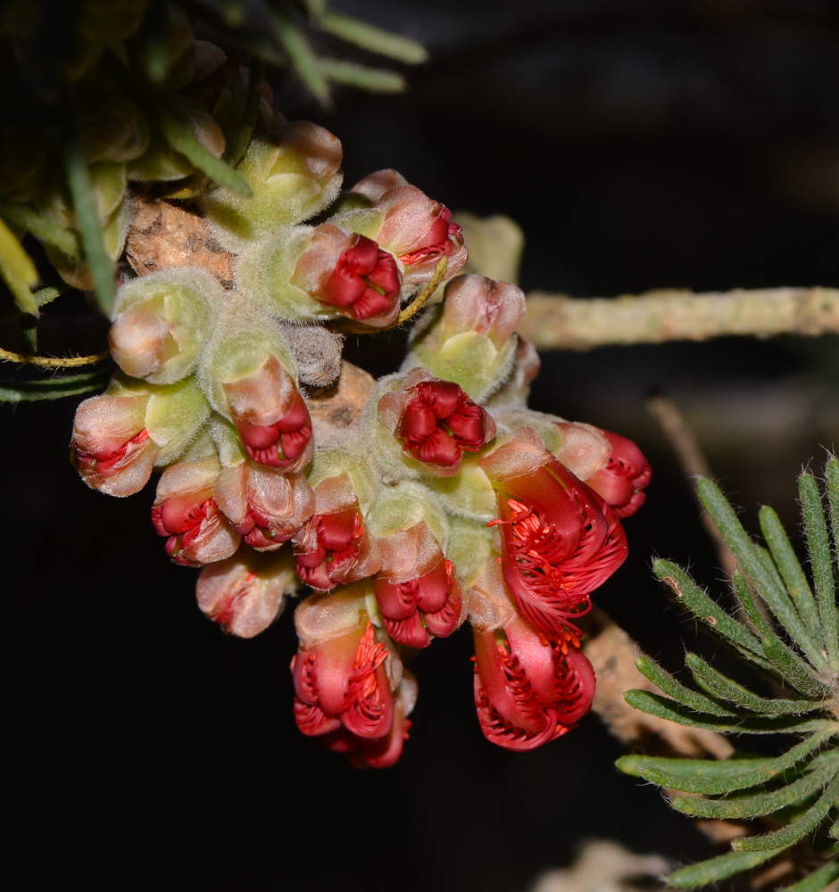 Изображение особи Calothamnus villosus.