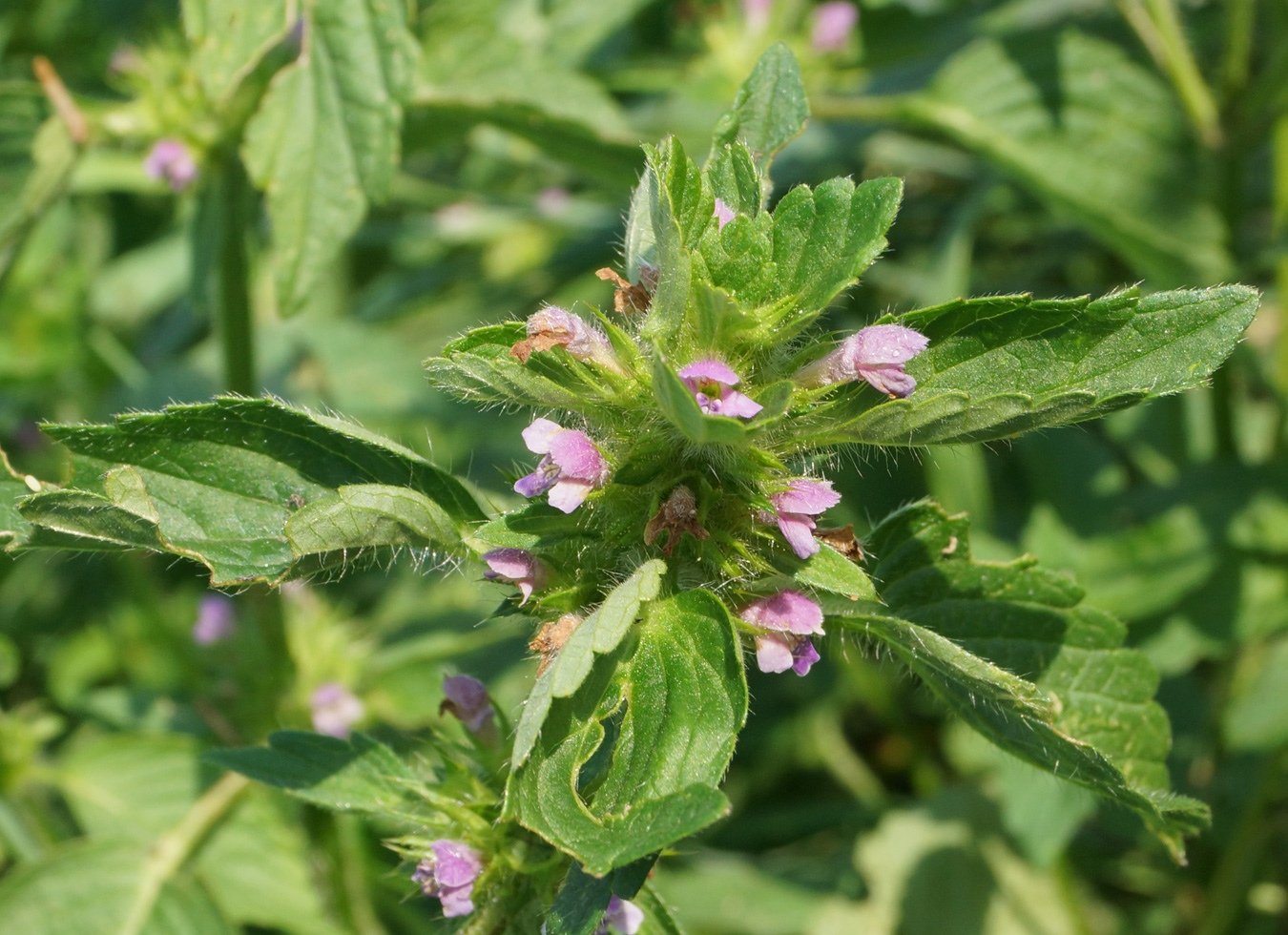 Изображение особи Galeopsis bifida.