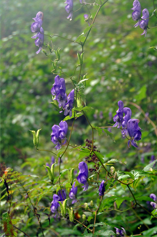 Изображение особи Aconitum sczukinii.