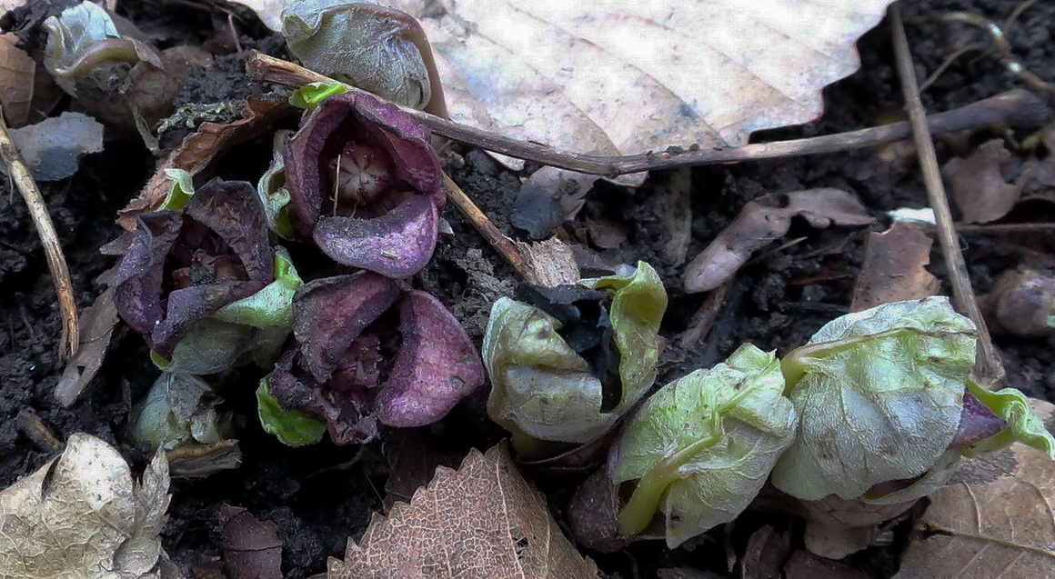 Изображение особи Asarum sieboldii.