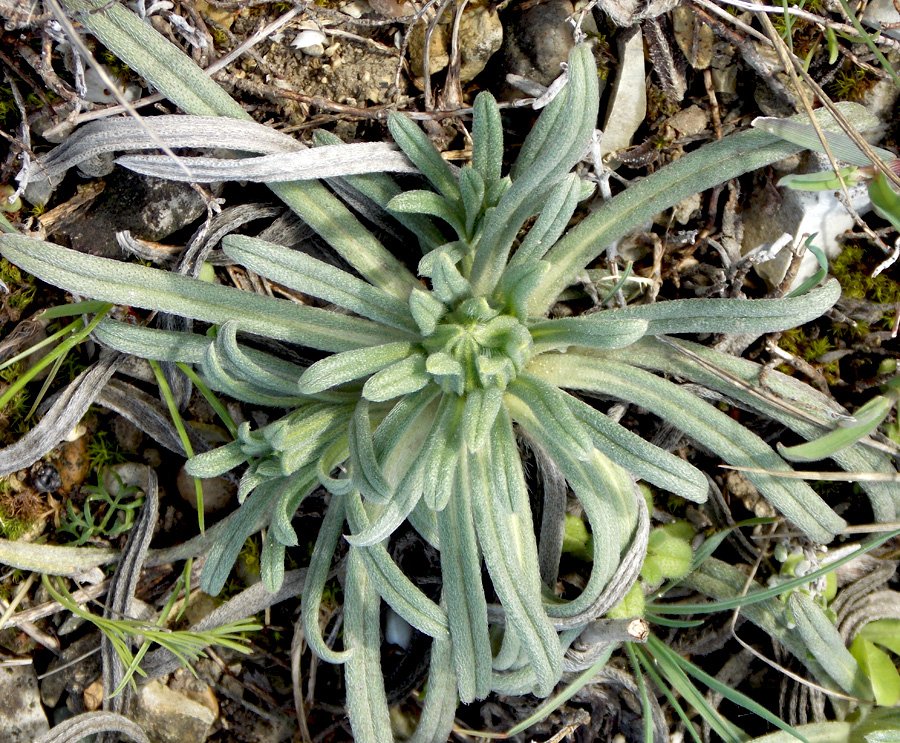 Image of Onosma taurica specimen.