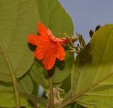 Image of taxon representative. Author is Татьяна Мальчинская