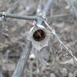 Hyoscyamus niger. Пустой плод-коробочка внутри чашечки на перезимовавшем побеге. Московская обл., ж.-д. станция Люберцы-2, пустырь. 25.03.2015.