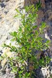 Rhamnus songorica