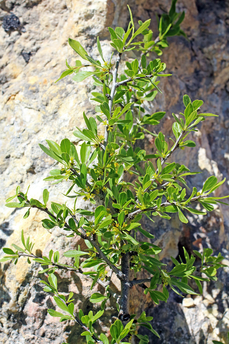 Image of Rhamnus songorica specimen.