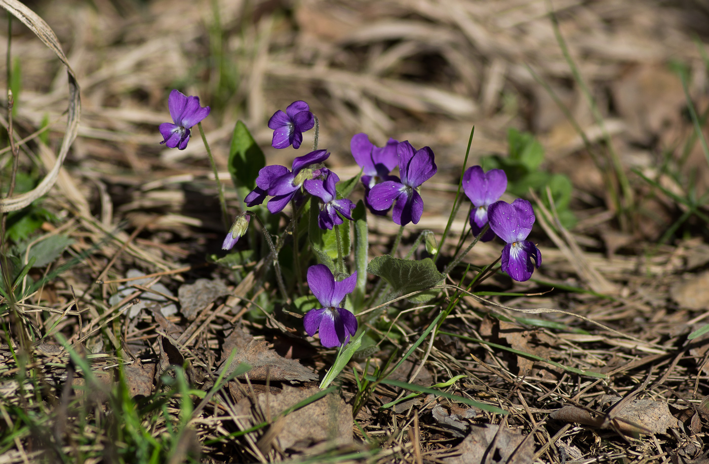Image of Viola hirta specimen.