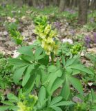 Corydalis marschalliana. Верхушка цветущего растения. Украина, Киевская обл., Киево-Святошинский р-н, лесной заказник \"Жуков хутор\", дубовый лес. 05.04.2016.