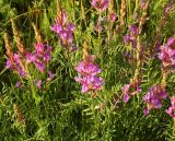 Astragalus varius