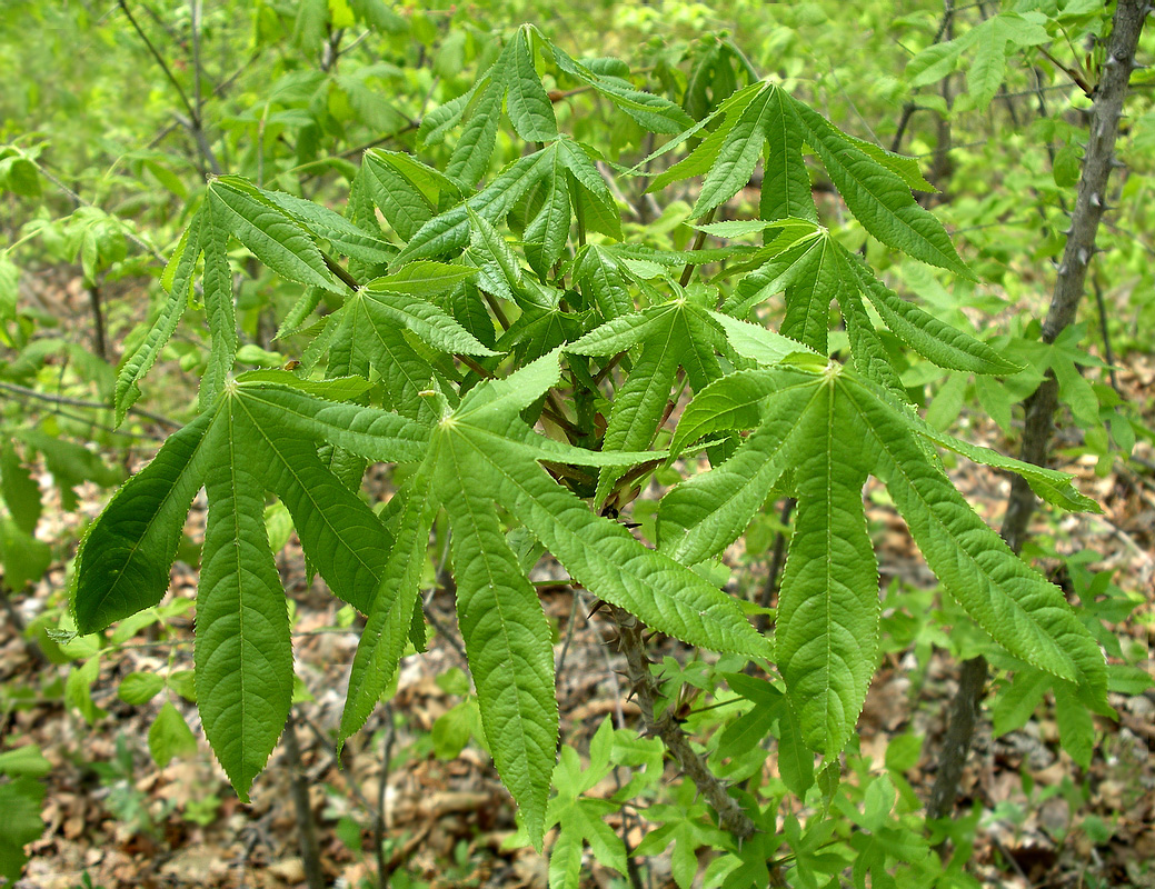 Image of Kalopanax septemlobus specimen.