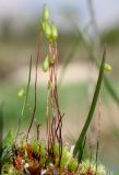 Bryum bimum. Спороносящие растения. Ленинградская обл., Гатчинский р-н, окр. пос. Пудость, на почве на лугу в старом известняковом карьере. 22.05.2016.