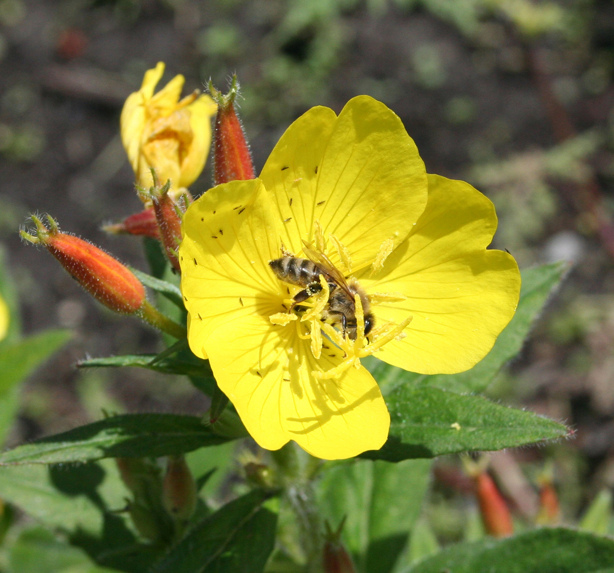 Изображение особи Oenothera pilosella.