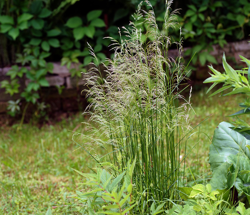 Изображение особи Deschampsia cespitosa.