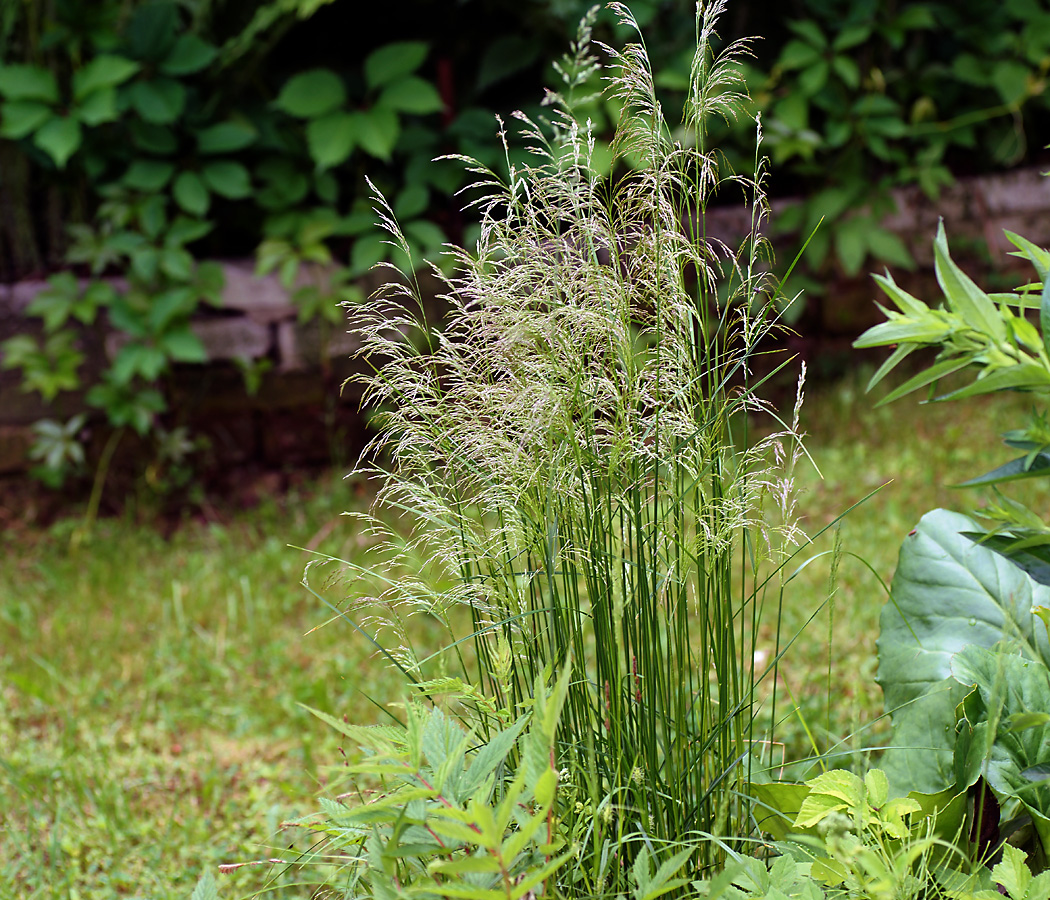 Image of Deschampsia cespitosa specimen.