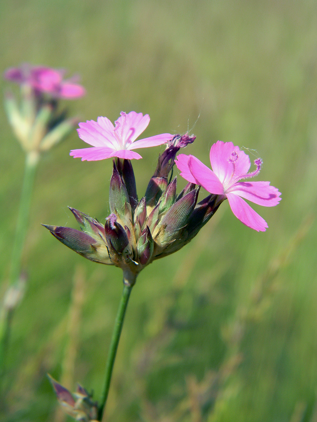 Изображение особи Dianthus borbasii.