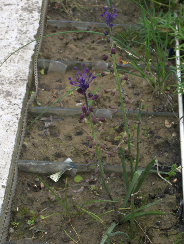 Image of Leopoldia weissii specimen.