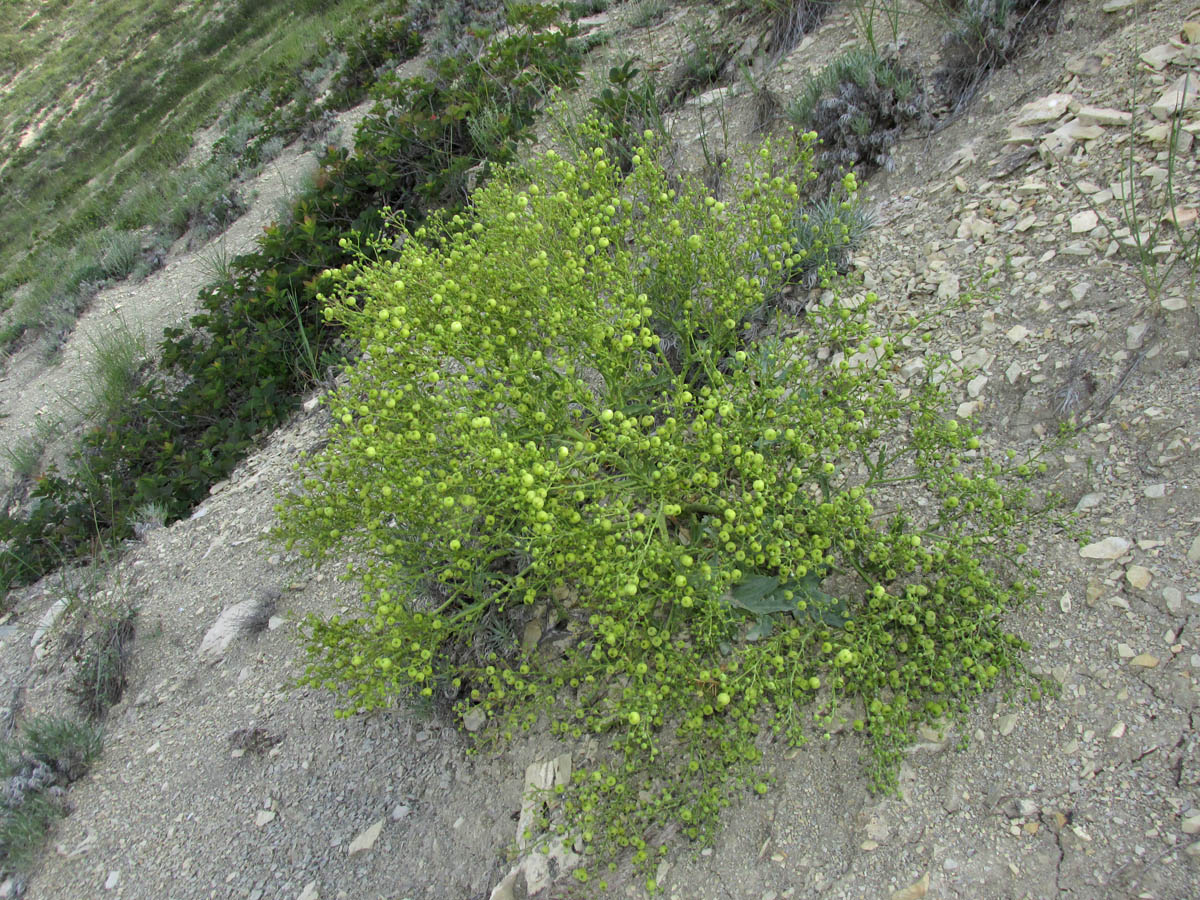 Image of Crambe pinnatifida specimen.