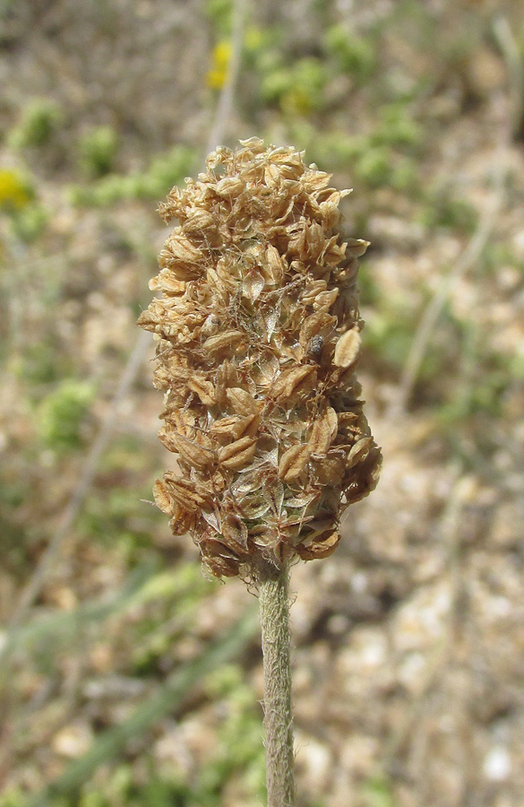 Изображение особи Plantago dubia.