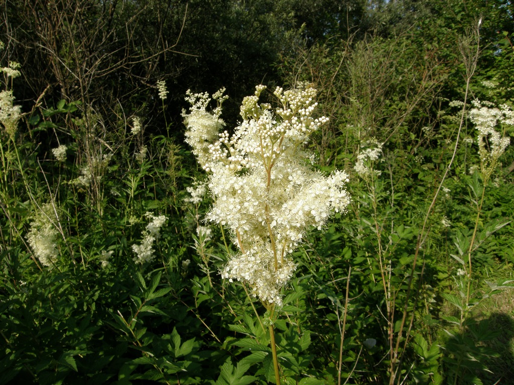 Image of Filipendula ulmaria specimen.