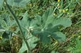 Alcea rugosa