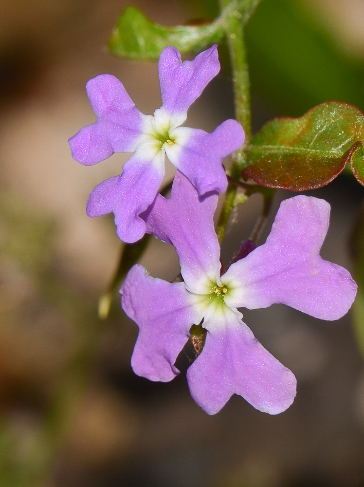 Изображение особи Ricotia lunaria.