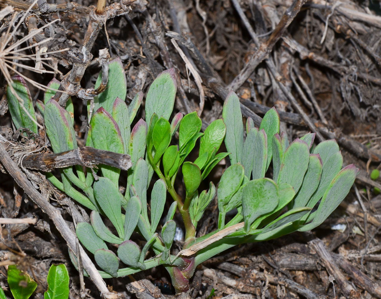 Изображение особи Crithmum maritimum.