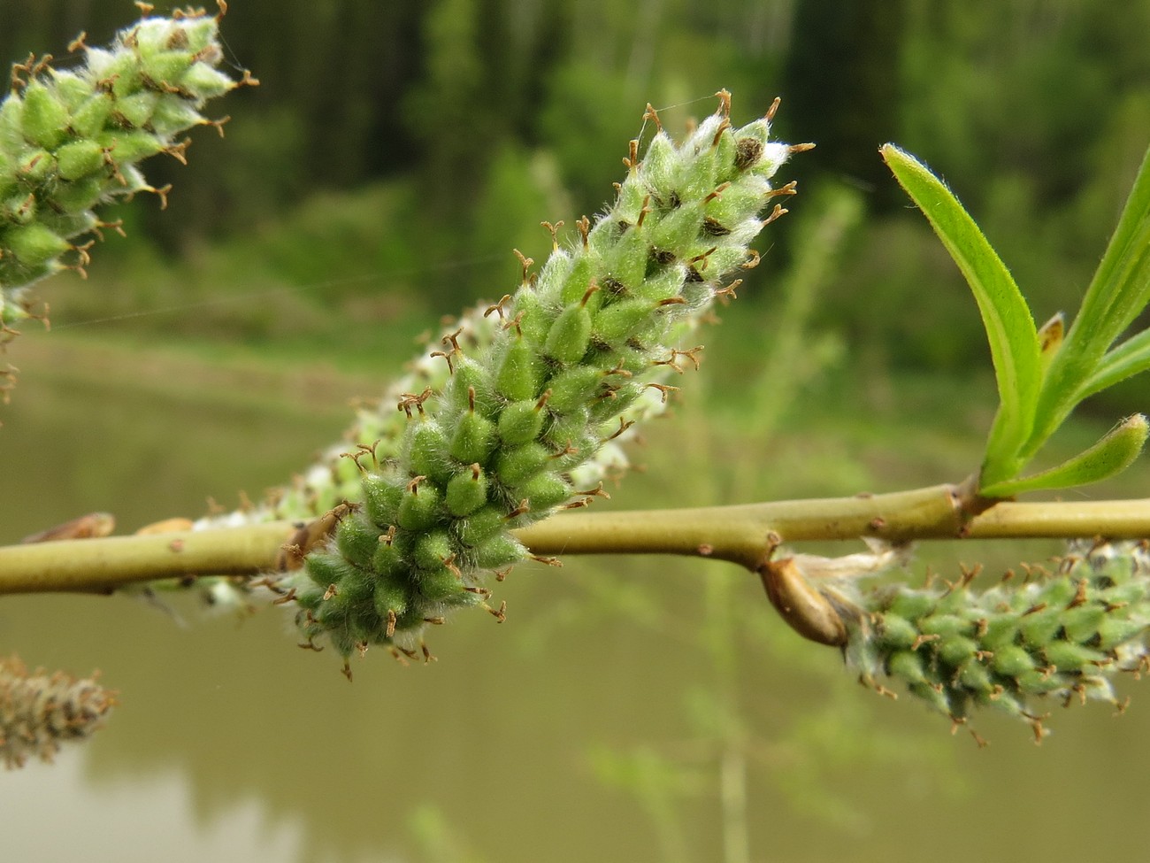 Image of Salix rorida specimen.