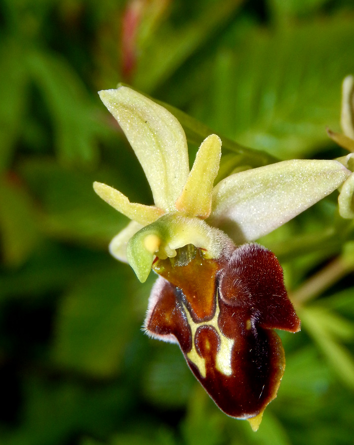 Изображение особи Ophrys mammosa ssp. caucasica.