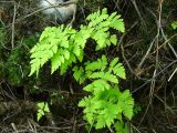 Gymnocarpium dryopteris. Вайи. Ямало-Ненецкий АО, г. Надым, смешанный лес, под корнями деревьев на обрывистом берегу старицы р. Надым. 3 июля 2013 г.